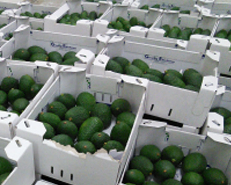 Sorting and packing avocados in Ethiopia.