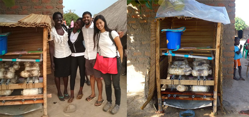 The mushroom house outside of Vivian’s house, before and after – many bags are producing now! Photos: Adith A K and Richard Maliamungu