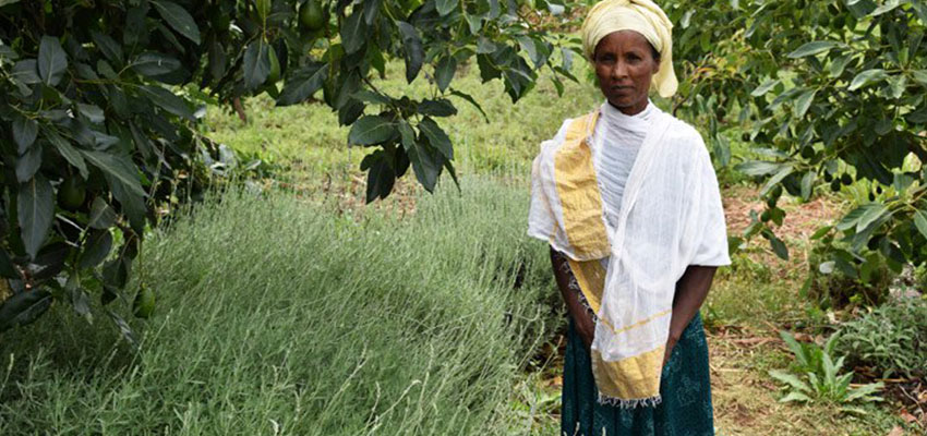 Belaynesh Berhe, a head of household of one of GreenPath’s partner farming families. © GreenPath