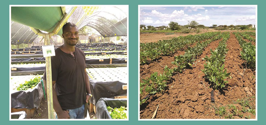 Left: Farmer Emmanuel Biketi, Horticulture Manager at Kikaboni Farm in Olooloitikosh, Kenya with an Upande temperature and relative humidity IoT device. Right: Drip irrigated vegetable cultivation at Napuu 1 Drip Irrigation Scheme in Lodwar, Kenya.