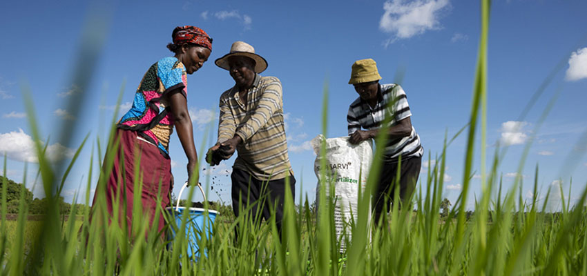 MIT spinout Safi Organics uses crop residue to make organic fertilizer to help rural farmers in Kenya improve the yield of their farmlands. Credits: Courtesy of Safi Organics 