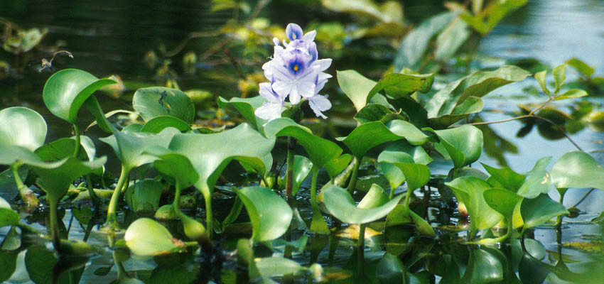 Common water hyacinth. Photo by Ted Center, Public domain, via Wikimedia Commons