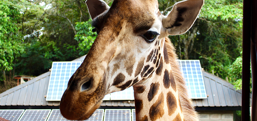 Giraffe at local Giraffe Park!