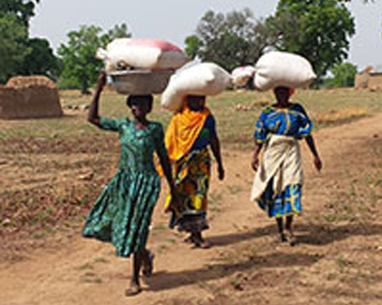 Women transport moringa seeds in Ghana
