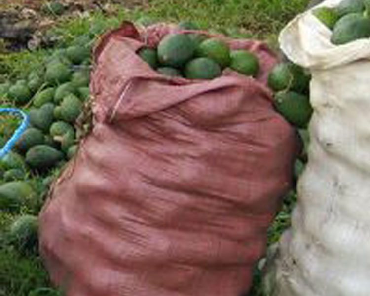 Freshly harvested avocados grown in Ethiopia using GreenPath Foods support system.