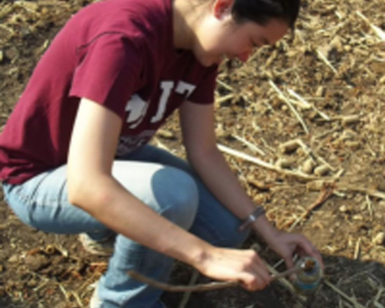 Collecting cow manure sample.
