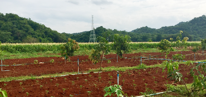 A Betagro Group farm with many different crops