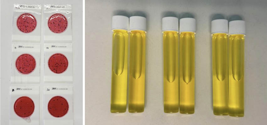 At left: Three rows of two red discs in plastic sleeves. Right: Three sets of two test tubes filled with yellow liquid.