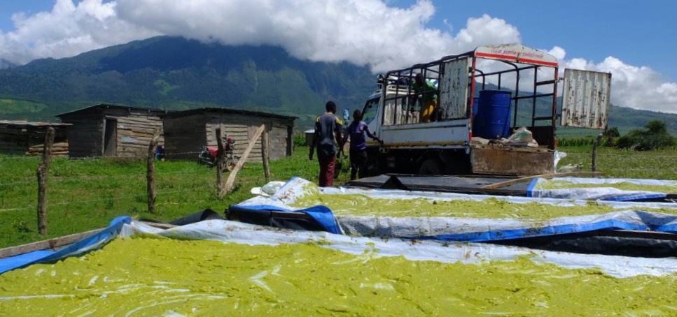 A field and truck that are part of a locally-viable method of avocado oil production in Tanzania