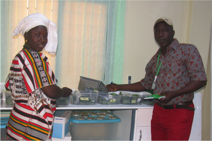 Kadidia Nienta (left) and Boureima Djiguiba (right) with leafy green for ready for analysis