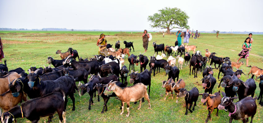 Goat herders in Odisha, India.