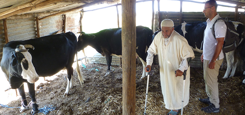 Translator Youssef Khalfaoui and a dairy farmer visit cows in his barn.