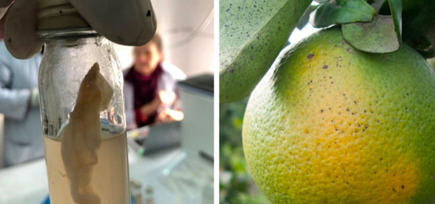 Left: A water sample undergoing testing using the J-WAFS-funded water quality test kit soon to be deployed throughout Nepal. Right: Citrus trees infected with citrus greening disease are highly contagious and can wipe out whole orange groves. A J-WAFS-funded sensor could help farmers detect the disease much earlier.  Image: Murcott/Ravel research team