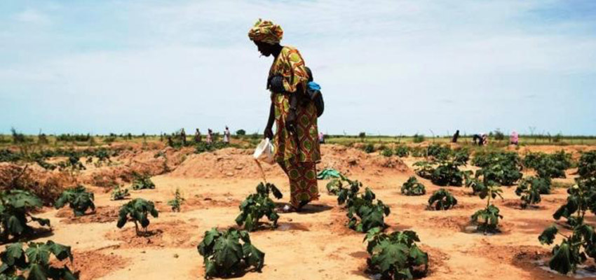  Woman farmer in Senegal waters crops. Photo Credit: USAID/Senegal