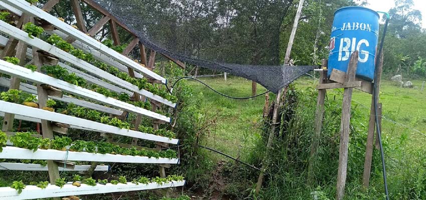 Photo: Hydroponic prototype in Colombia. Credit: Franklin Espita.