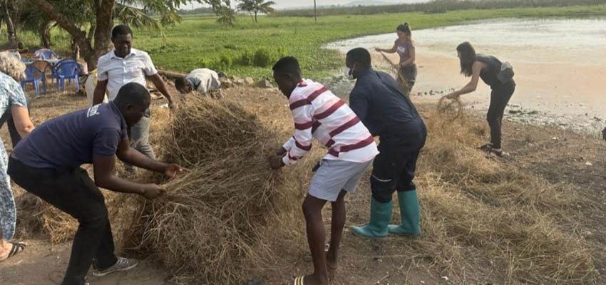Gathering invasive rice weeds to dry in the sun in preparation for the first charcoal burn to take place the following day. Photo: Courtesy MIT D-Lab