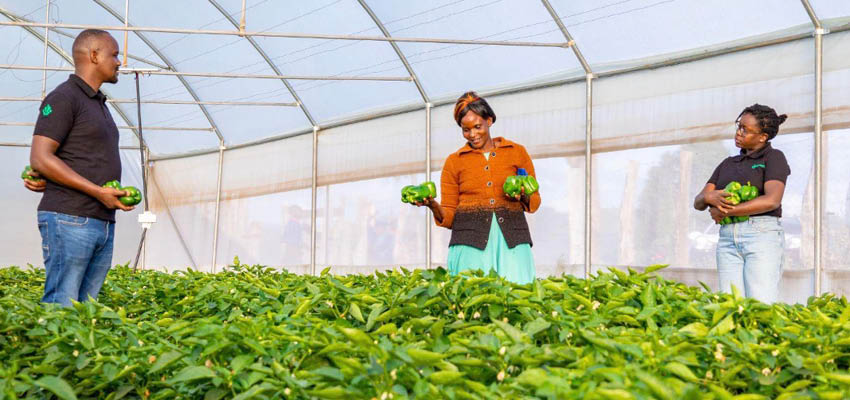 Kenyan farmers harvest crops in a Synnefa greenhouse.  Image credit: “Synnefa Press Kit - Google Drive.” Accessed April 30, 2024. https://drive.google.com/drive/folders/1inGwRrIfq5mlBhIEn3yTVKQoT9C3qzaA.