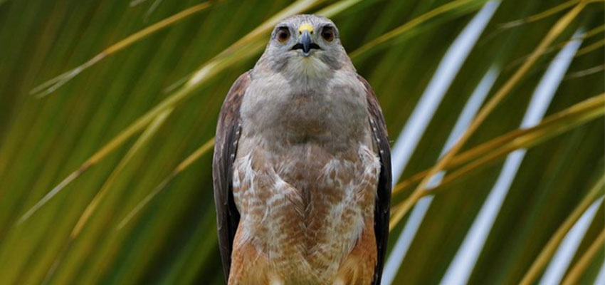  a female Ridgway's Hawk in Los Haitises National Park. Photo: https://birdfinding.info/ridgways-hawk/