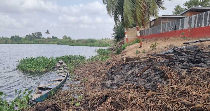 The impact of invasive water hyacinths is clear on the banks of Lake Volta. Photo: Dan Sweeney