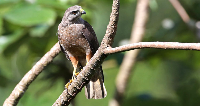 Ridgway’s hawk. Photo: Dax Roman