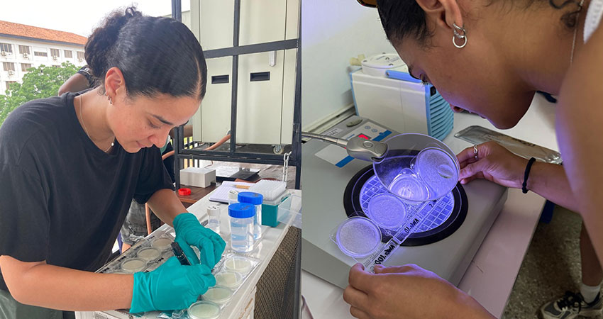  (Left) Preparation of microbial testing samples for collected water of an atmospheric water harvesting device. (Right) Colony counting of total viable count test of a collected water sample. Photos: Courtesy MIT D-Lab