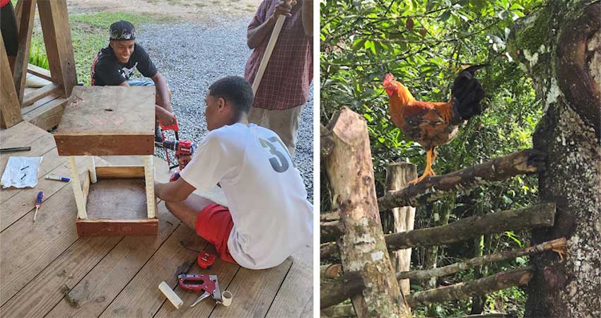Left: Two men on a porch building a wooden box. Right: Rooster on a fence.