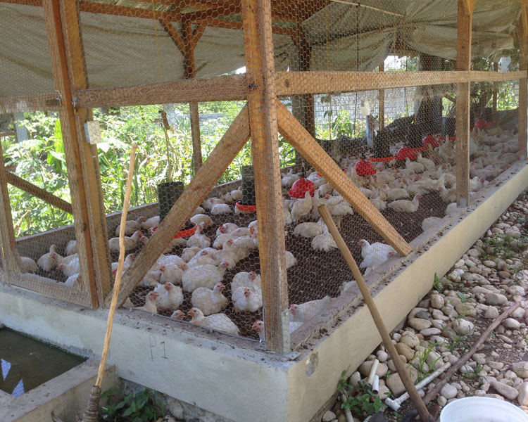 Visiting the chicken coop that generates income to support the Nicolas School in Haiti