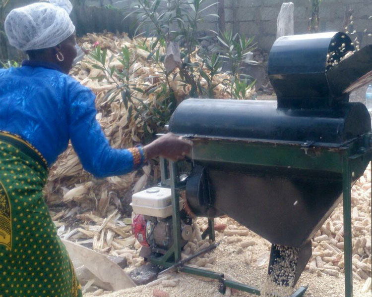 Threshing maize.