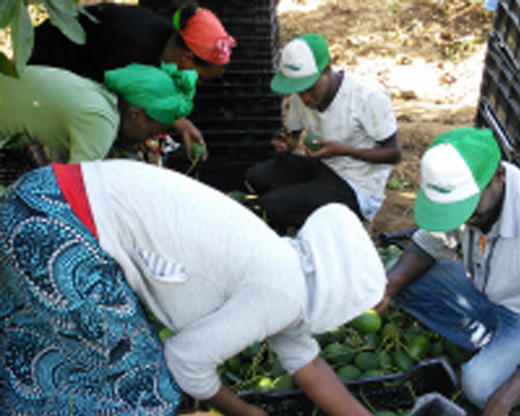 Sorting and packing avocados in Ethiopia.