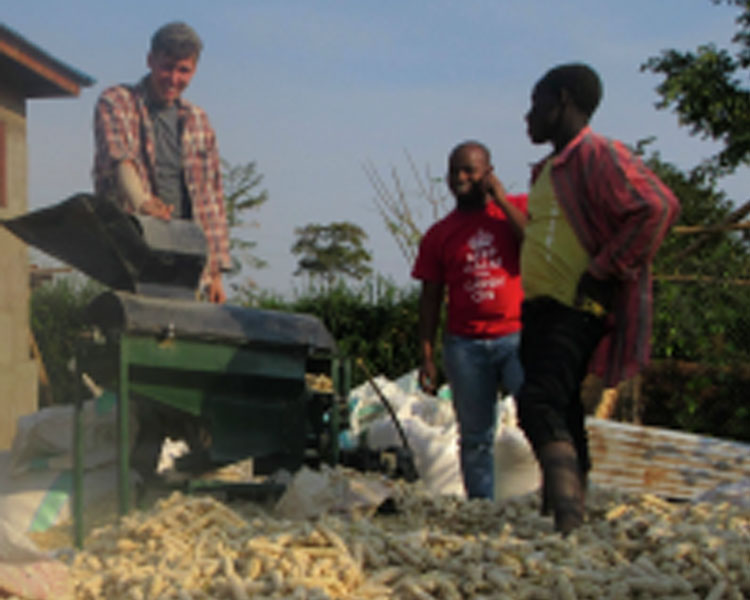 The Multicrop Thresher atop a mound of maize.