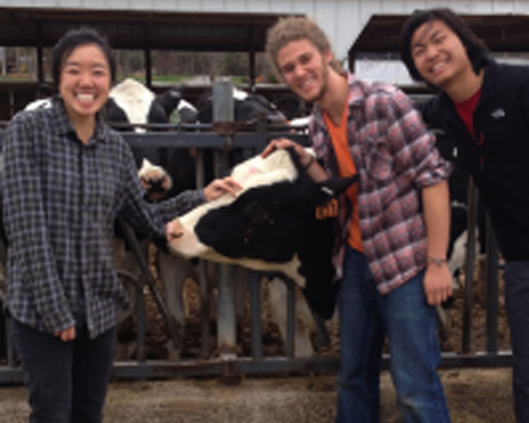 Collecting cow manure from the farm.