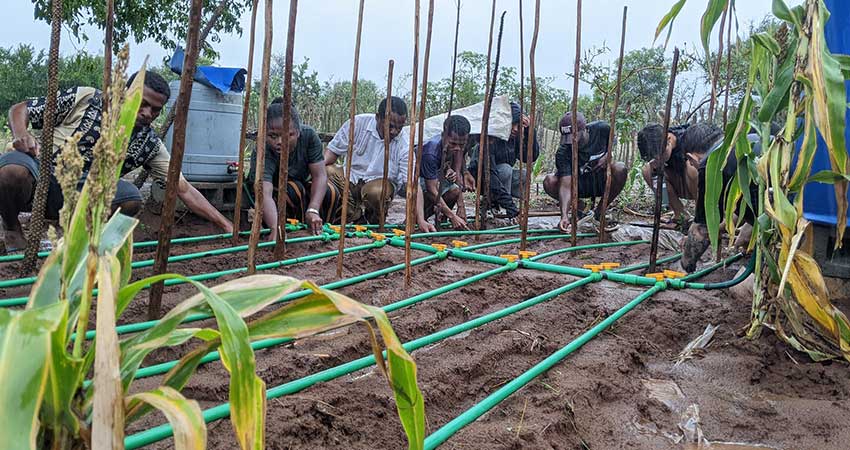 Half a dozen people bent over a drip irrigation system.