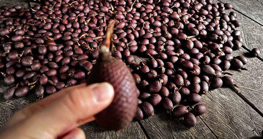 fingers holding a small brown fruit in the foreground and a table with many small fruits in the background.