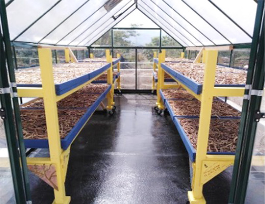 Solar dryer in a greenhouse